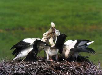 Im większe pisklęta, tym większy apetyt; Fot. Przemysław Szymoński