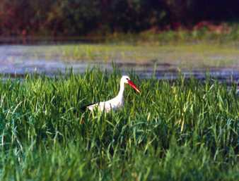 Podmokłe łąki to idealne miejsce na bocianie łowy; Fot. Przemysław Szymoński
