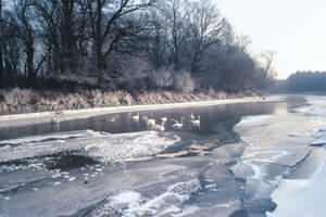 Łabędzie - foto: G.Bobrowicz