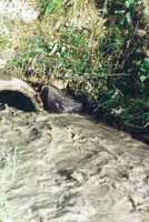 M�tna woda