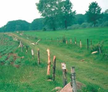 Rycyk nale�y do najrzadszych ptak�w l�gowych ��k podmok�ych