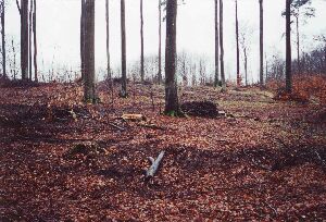 Wygl�d buczyn DPN po 'zabiegach ochronnych'
