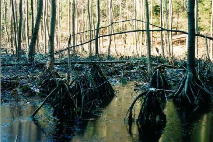 mangrove.jpg