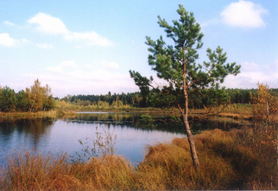 Rys. 8: karasniki2.jpg