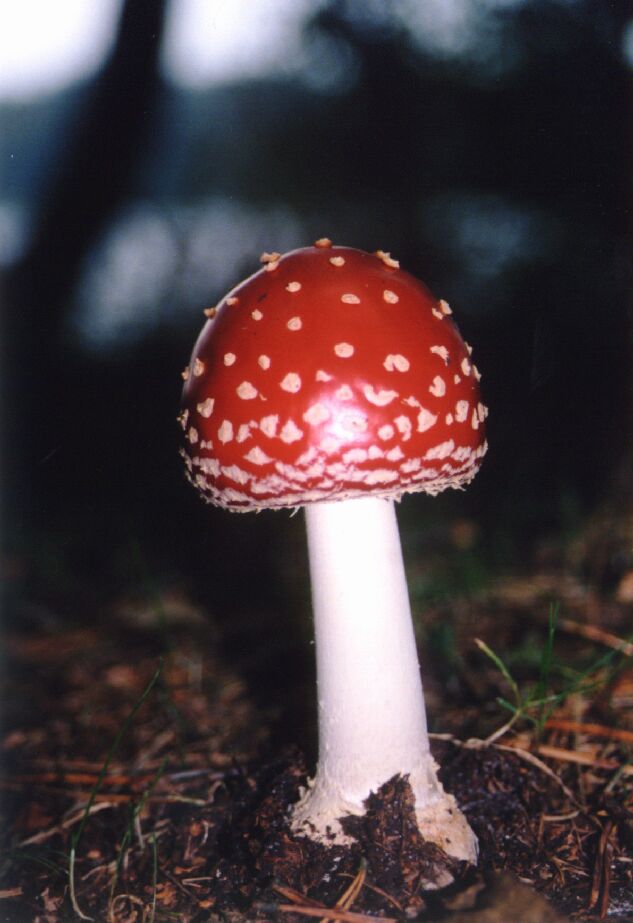 Rys. 13: muchomorek.jpg