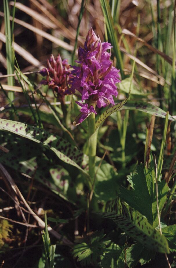 Rys. 22: storczyk.jpg