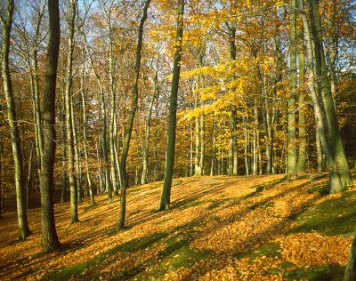 Kwa�na buczyna nad Draw�. Foto Marek Czasnoj�