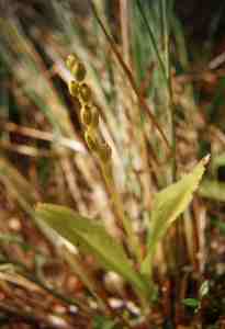 Liparis loeseli, the most valuable component of DNP flora (endangered in Europe). Photo Marek Czasnoj�