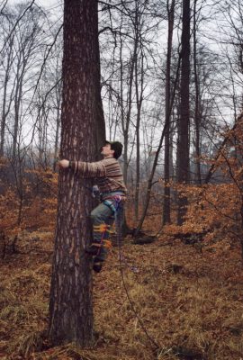 Marek Dylawerski z Komitetu Ochrony Orw wchodzi na drzewo, by zbudowa gniazdo dla rybowa