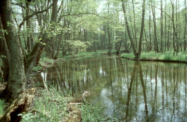 P��ciczna na Karolince. Foto Jerzy P�otkowiak
