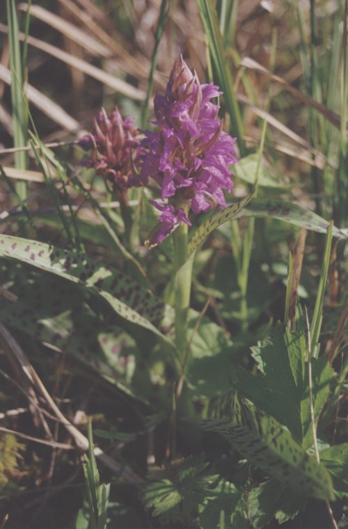 Stoplamek plamisty (Dactylorhiza maculata)