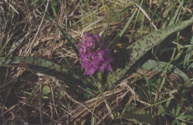 Stoplamek szerokolistny (Dactylorhiza majalis)