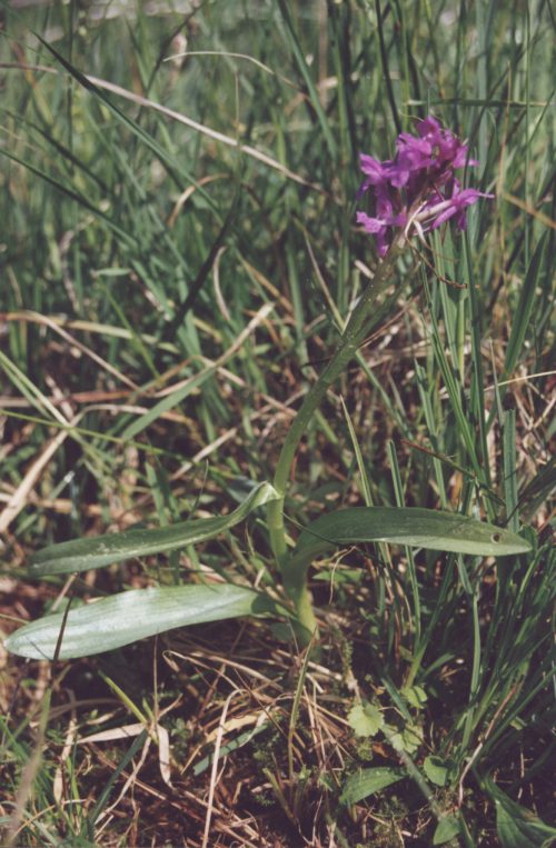 Stoplamek krwisty (Dactylorhiza incarnata)