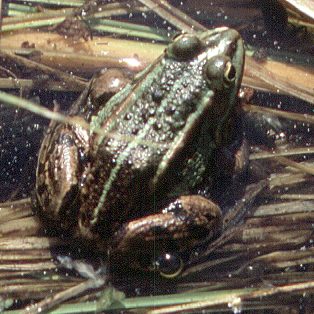 Zrób coś dla niej ! (Foto Marek Czasnojć)