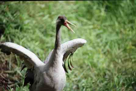The crane (Grus grus), common in the Drawa Great Forest. Photo Marek Czasnoj