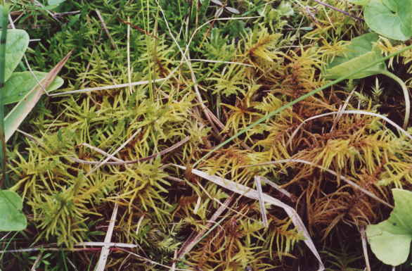 Helodium blandowii na torfowisku k. Kalisza Pomorskiego. Fot. Pawe Pawlaczyk
