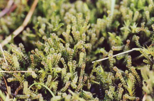 Paludella squarrosa na torfowisku k. Kalisza Pomorskiego. Fot. Paweł Pawlaczyk