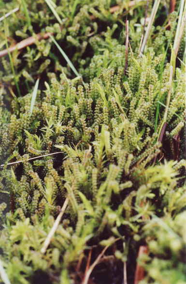 Paludella squarrosa na torfowisku k. Kalisza Pomorskiego. Fot. Paweł Pawlaczyk