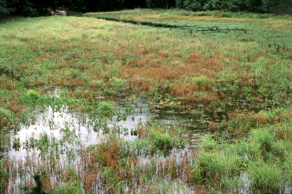 Mokradło w Puszczy Drawskiej. Foto Marek Czasnojć