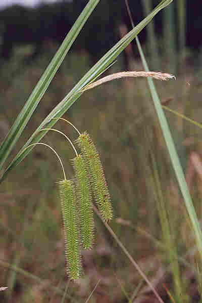 Turzyca ciborowata. Fot. P. Pawlaczyk
