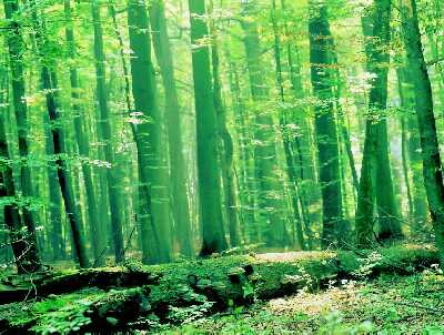 �ci�le chronione uroczysko Rad�cin w Drawie�skim Parku Narodowym