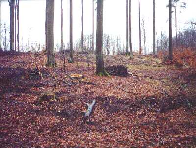 Buczyna po ci�ciach w Drawie�skim Parku Narodowym wykonanych przez Park w 2001 r.