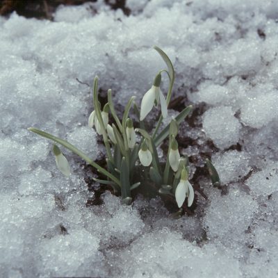 �niezyczka przebi�nieg (Galanthus nivalis). Foto Jerzy P�otkowiak