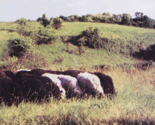 Wypas owiec chroni murawy kserotermiczne...