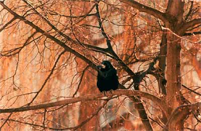 Gawron, ptak widywany we Wrocawiu szczeglnie licznie zim. (Fot. Wojciech Kostarkiewicz)